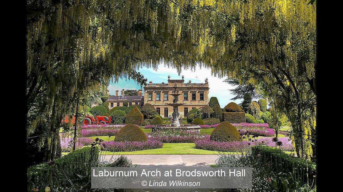 03_Laburnum Arch at Brodsworth Hall_Linda Wilkinson